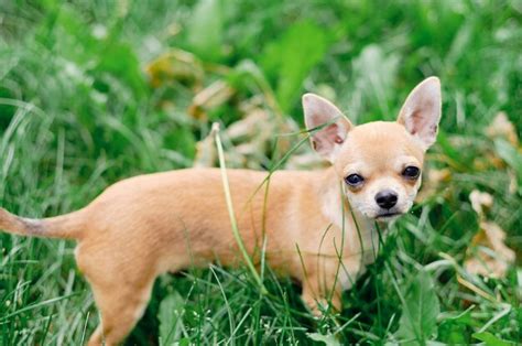 chihuahua de pelo liso